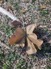Sterculia apetala