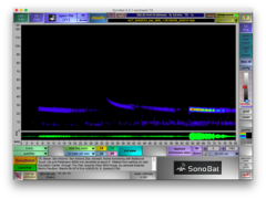 Tadarida brasiliensis