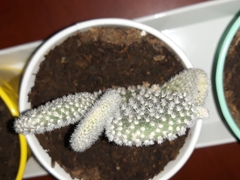 Cactaceae