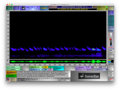 Tadarida brasiliensis