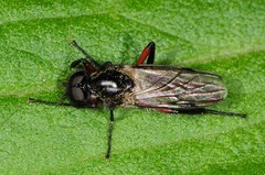 Bibio femoratus
