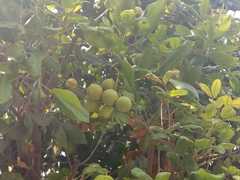 Melicoccus oliviformis