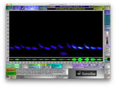 Tadarida brasiliensis