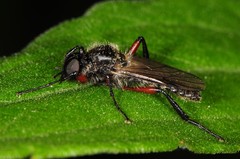 Bibio femoratus