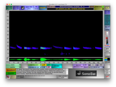 Tadarida brasiliensis