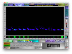 Tadarida brasiliensis