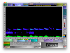 Tadarida brasiliensis