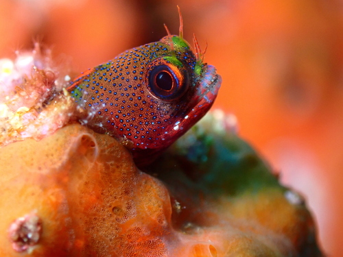 Galapagos barnacle blenny (Acanthemblemaria castroi) — Chaenopsidae