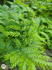 Gleditsia triacanthos