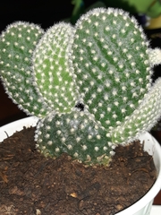 Cactaceae