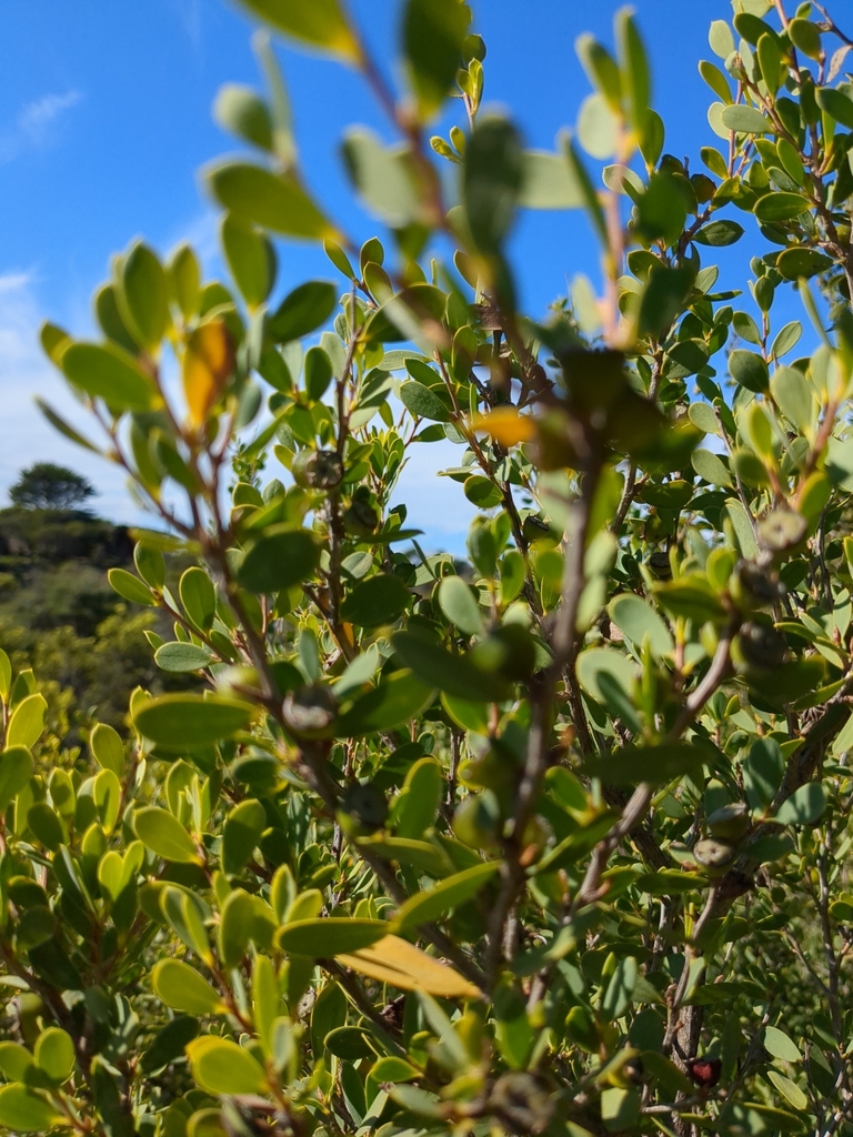 Australian Tea Tree from Blairgowrie VIC 3942, Australia on April 28 ...