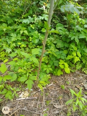 Gleditsia triacanthos