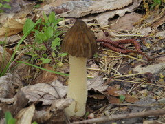 Morchella punctipes