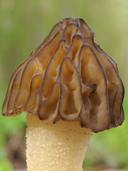 Morchella punctipes