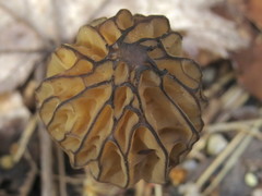 Morchella punctipes