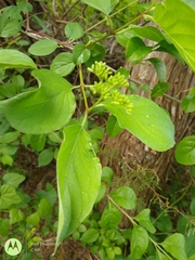 Cornus drummondii