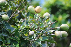 Syzygium inophylloides