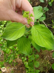 Cornus drummondii