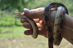 Pituophis