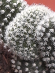 Cactaceae