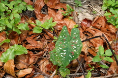 Caladium humboldtii