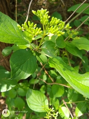 Cornus drummondii