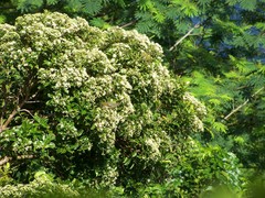 Syzygium inophylloides