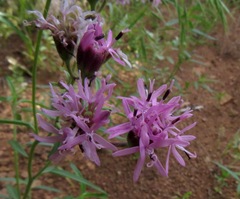 Palafoxia sphacelata