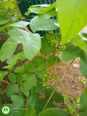 Toxicodendron radicans