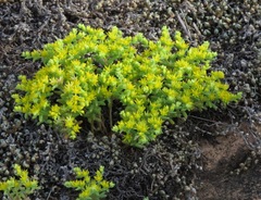 Sedum nuttallii