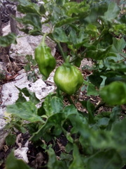 Capsicum chinense