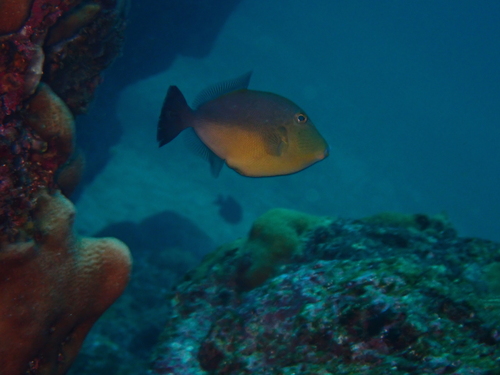 Orangeside triggerfish (Sufflamen verres) — Balistidae — 5