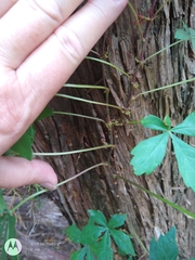 Parthenocissus quinquefolia