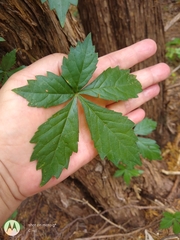 Parthenocissus quinquefolia
