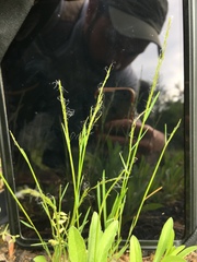 Agrostis elliottiana