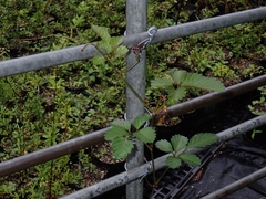 Causonis japonica