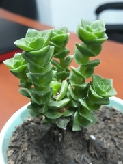 Crassulaceae