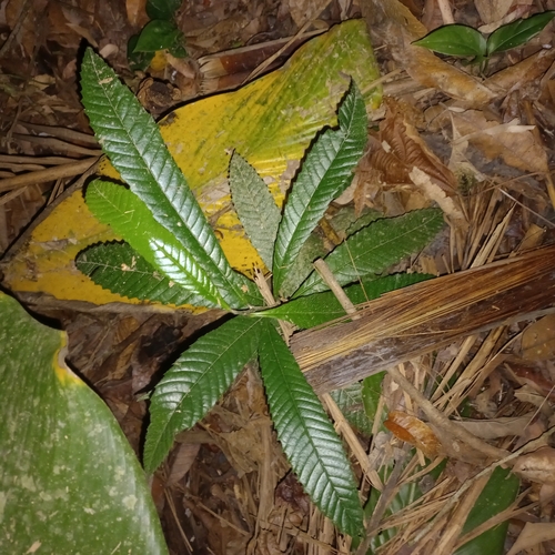 Davilla rugosa (Davilla rugosa)
