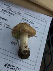 Inocybe praecox
