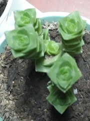 Crassulaceae