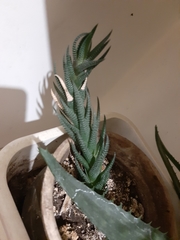 Haworthiopsis fasciata