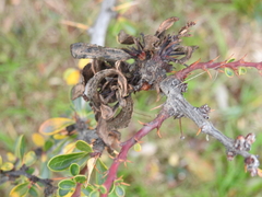 Puccinia magellanica