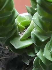 Crassulaceae