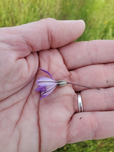 Image of Brodiaea nana by (c) Rosie Yacoub, some rights reserved (CC BY)