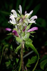 Pedicularis dudleyi