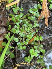 American golden saxifrage (Chrysosplenium americanum)