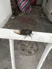 Cryptotympana mandarina