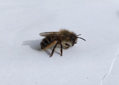 Osmia cornifrons