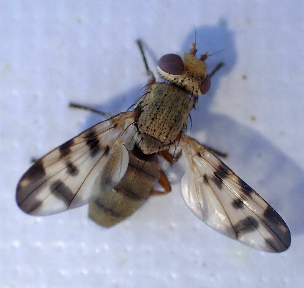 Melieria similis