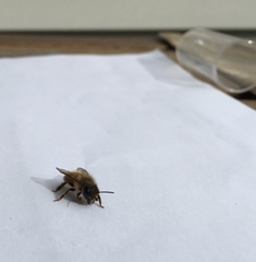 Osmia cornifrons
